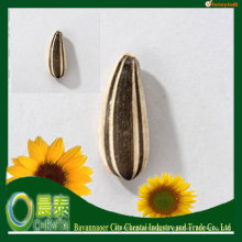 Hot Sell Bulk White Sunflower Seeds/Sunflower Seeds Supplier/china sunflower seeds
